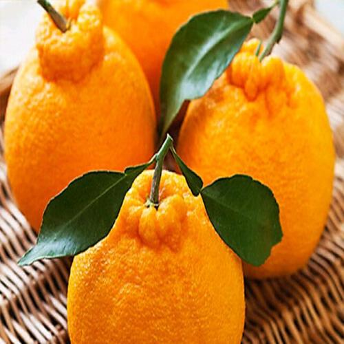 四川柑橘零售 邛崃特产生态水果价格 成都市猕之源种植专业合作社